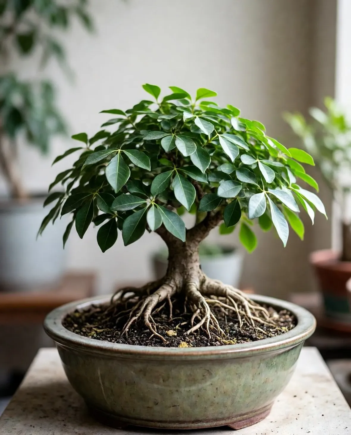ficus retusa