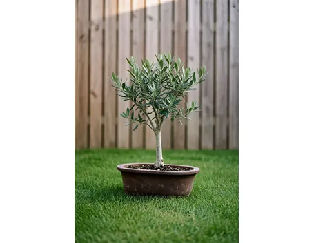 Bonsai di ulivo grande