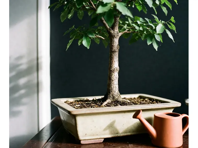zelkova