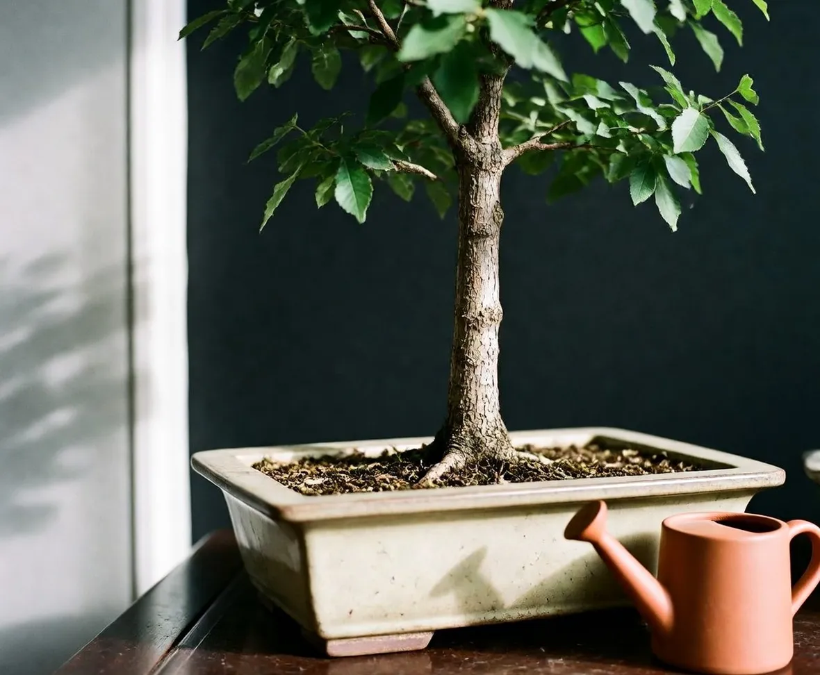 zelkova