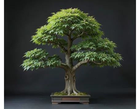 Zelkova
