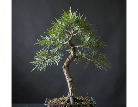 bonsai cipresso