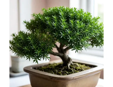 bonsai cotoneaster