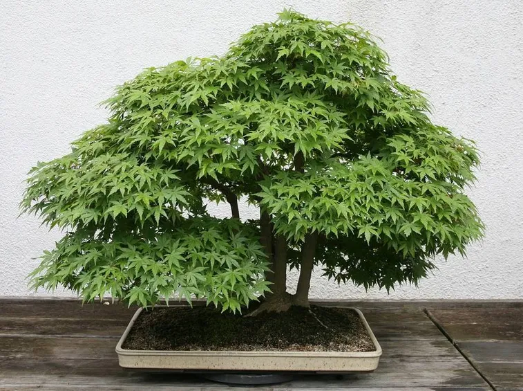 bonsai di quercia