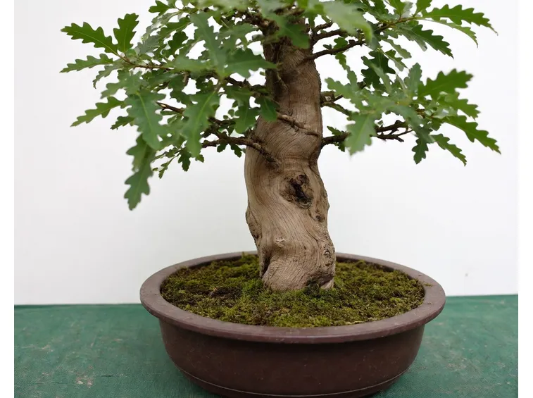 bonsai di quercia