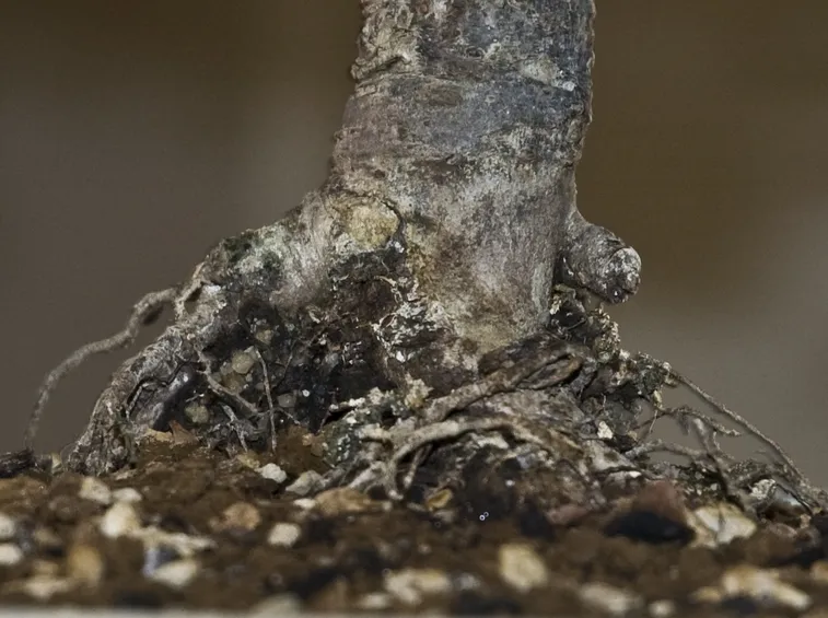 Bonsai