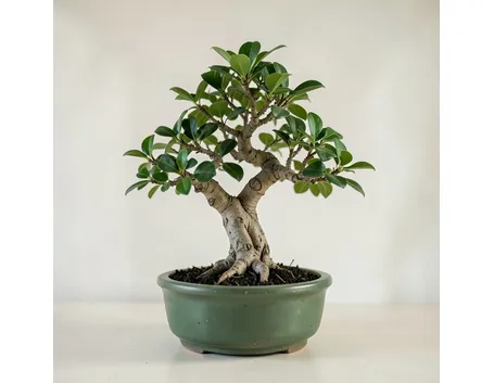bonsai
