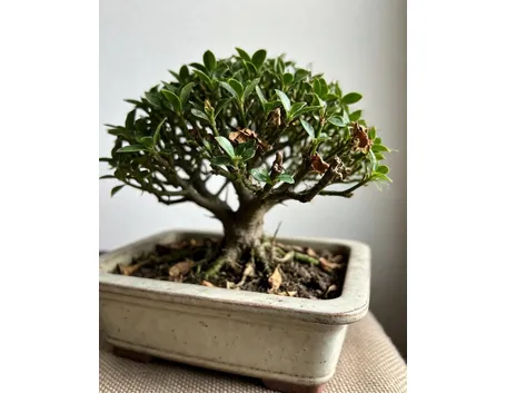 Serissa