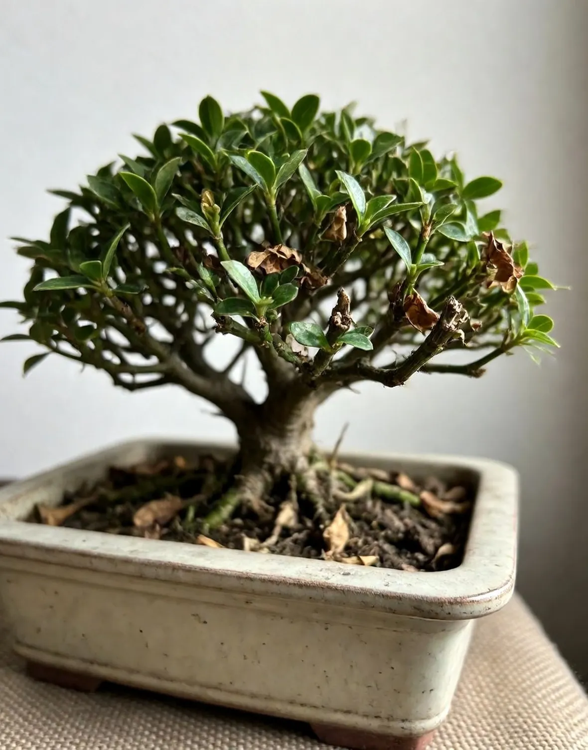 Serissa