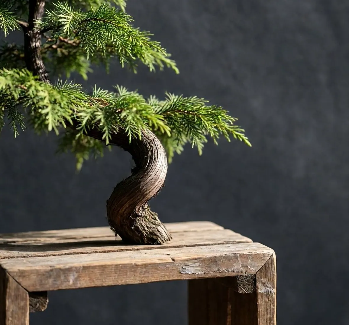Bonsai di cipresso