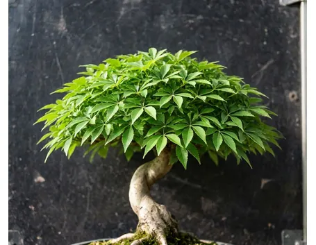 Zelkova