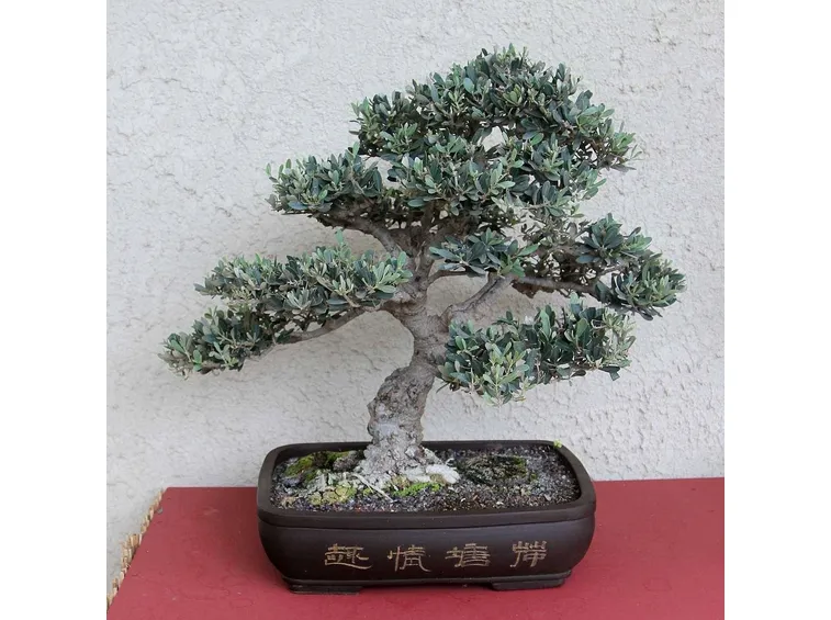 ulivo bonsai