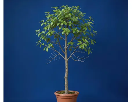 zelkova