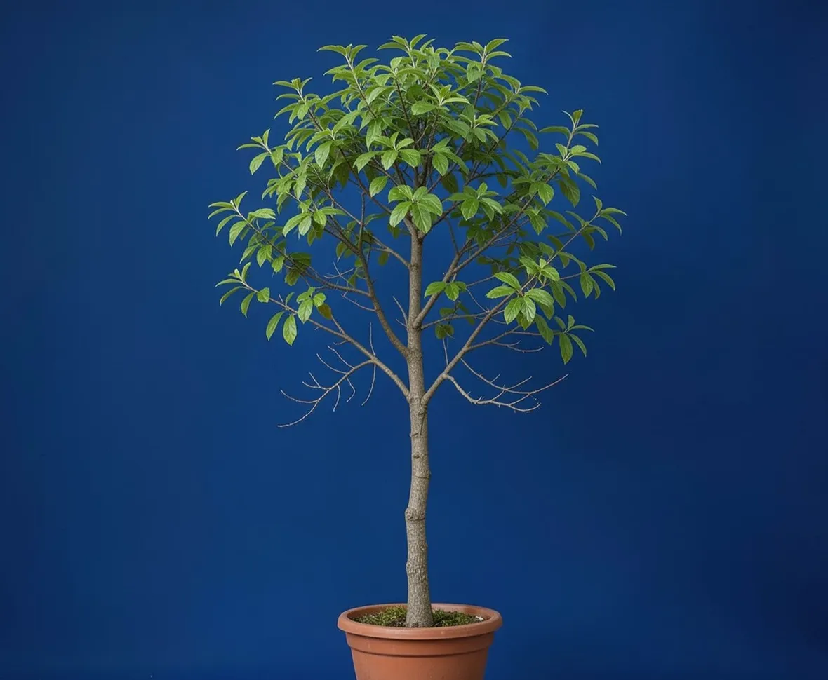 zelkova