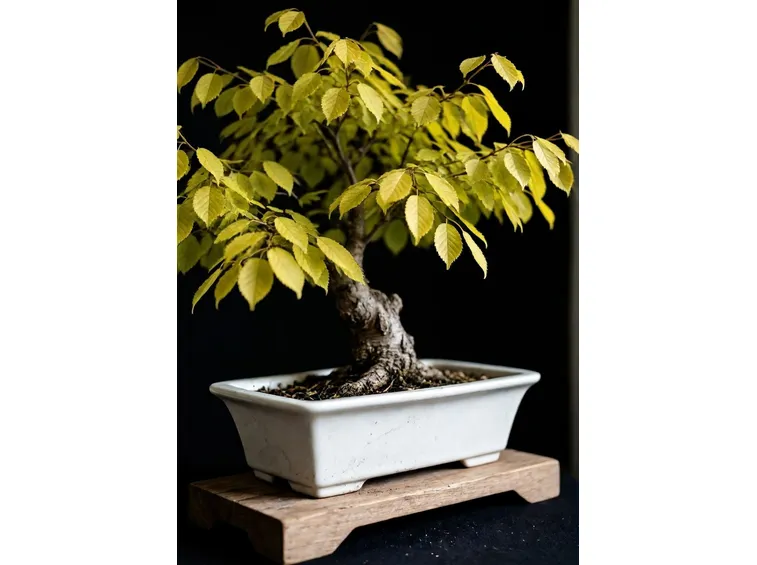 carpino bonsai