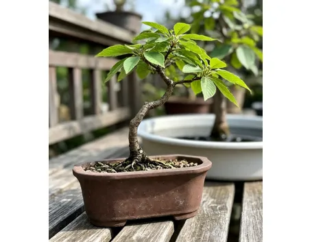 bonsai di carpino
