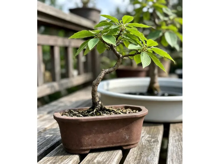 bonsai di carpino
