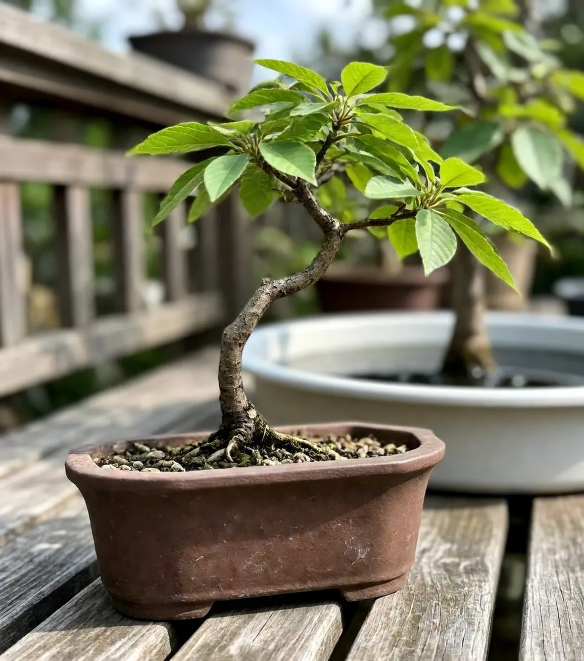 bonsai di carpino