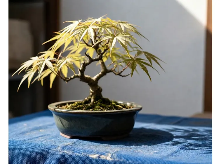 Acero bonsai da interno