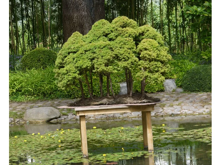 Bonsai a Boschetto
