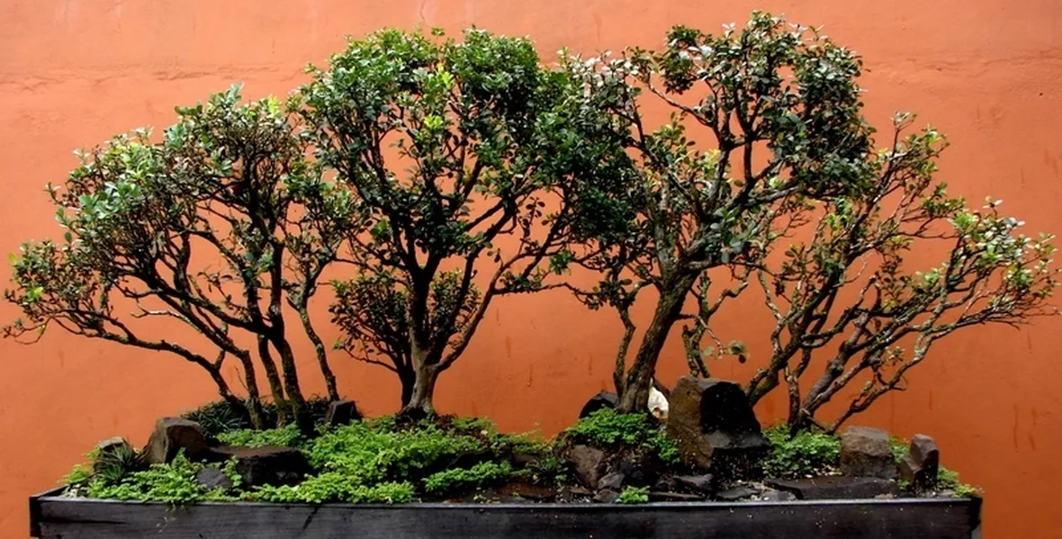 Bonsai a Boschetto