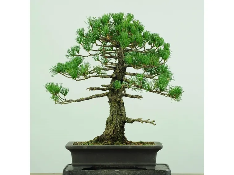 Bonsai abete