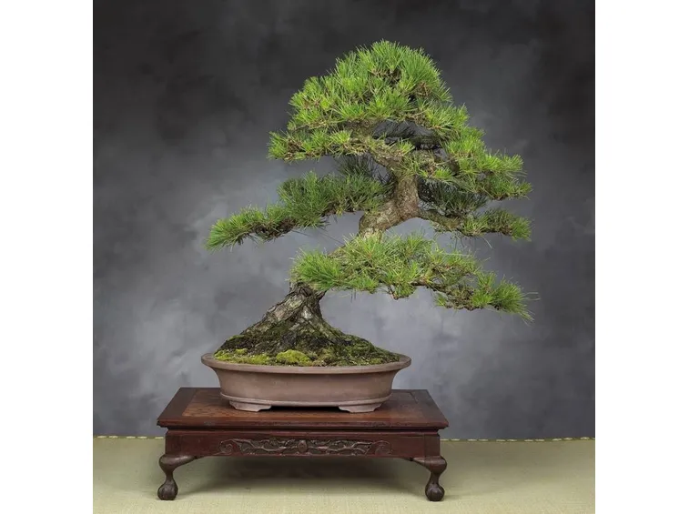 Bonsai abete