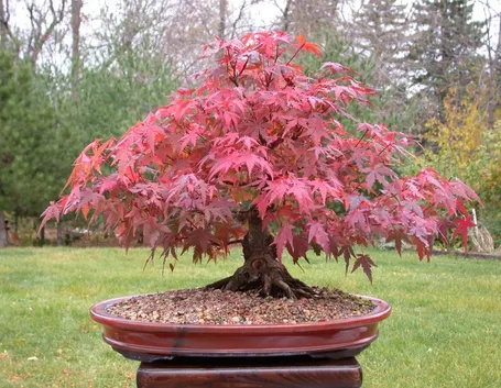 Bonsai acero rosso