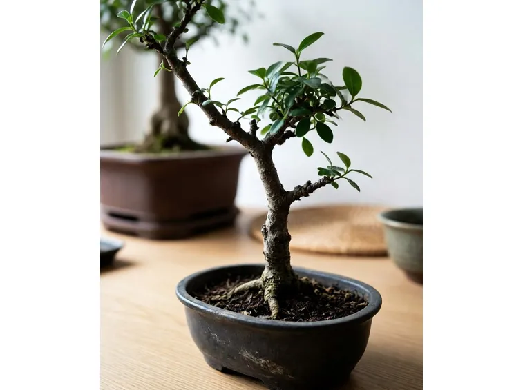 bonsai carmona