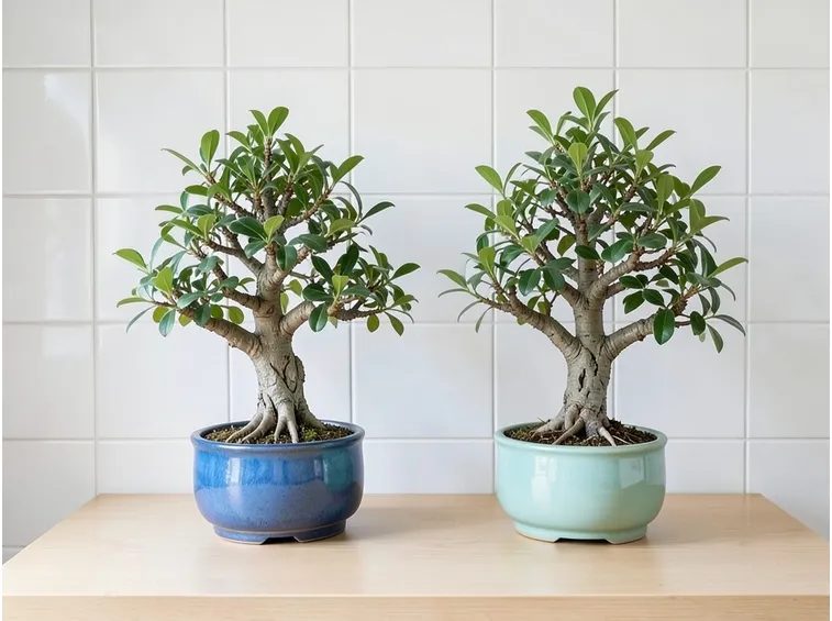 bonsai carmona