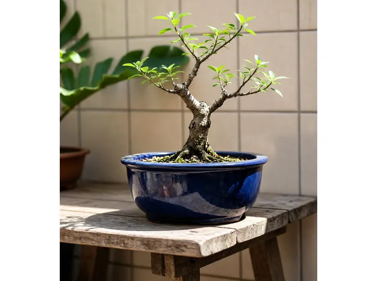 bonsai carmona