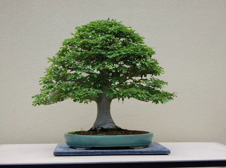 Bonsai di Faggio
