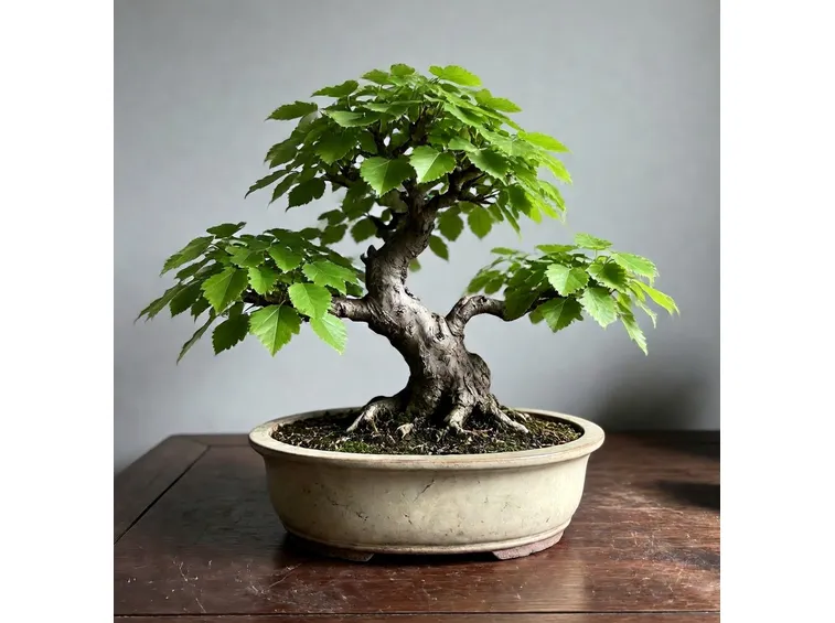 faggio bonsai