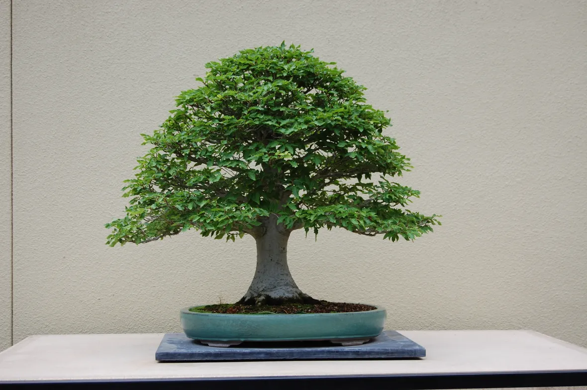 Bonsai di Faggio