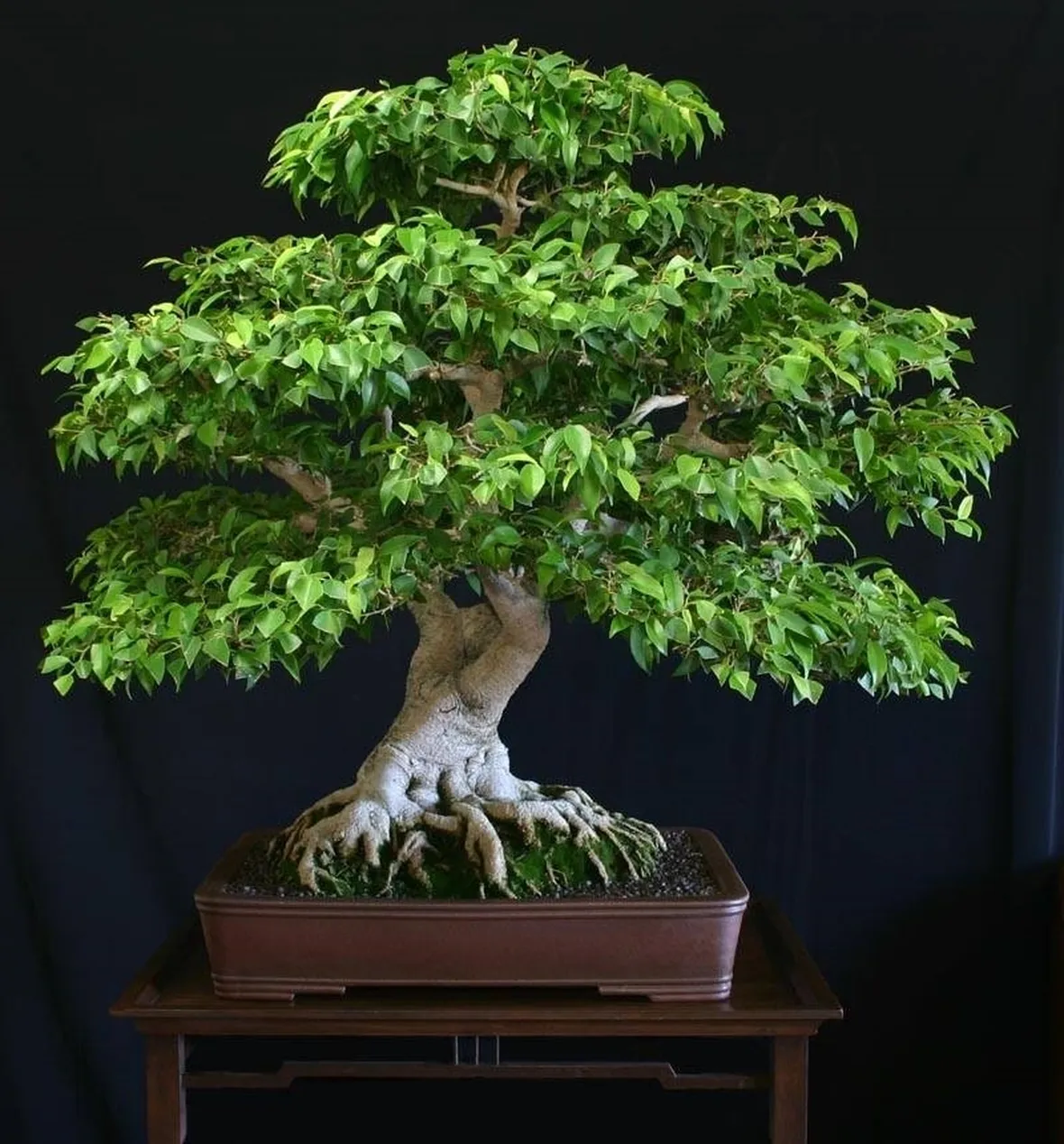 bonsai ficus benjamin