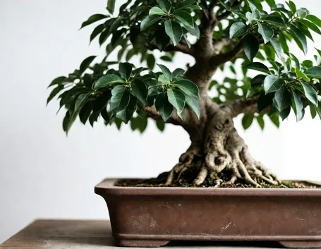 Bonsai ficus retusa