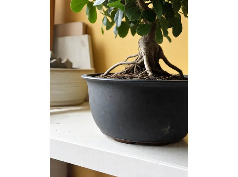 Bonsai ficus retusa