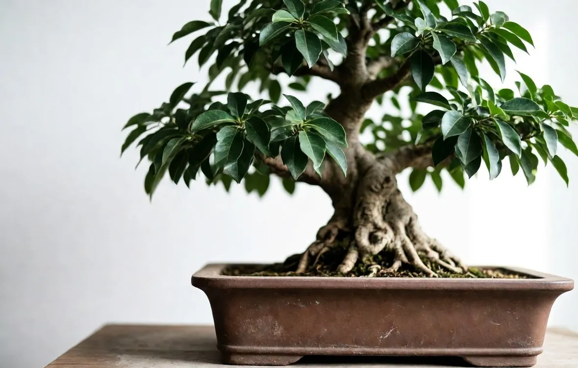 Bonsai ficus retusa