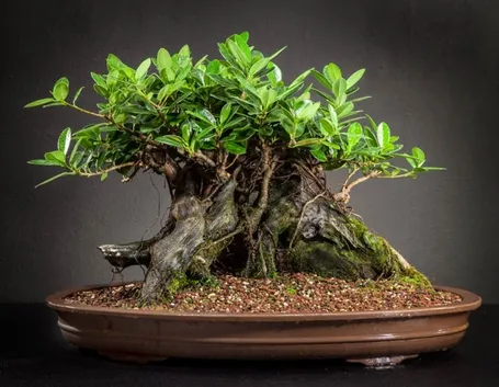 Bonsai ficus in interno