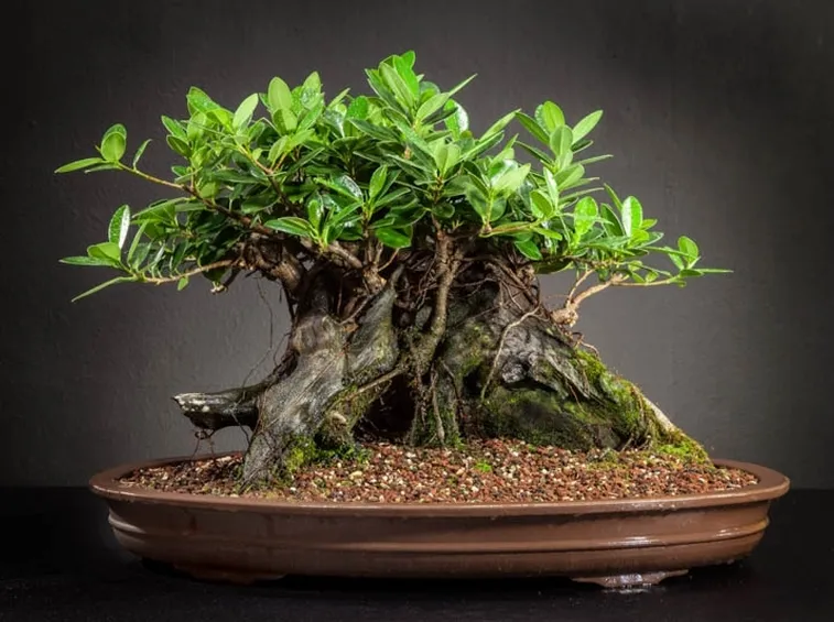 Bonsai ficus in interno