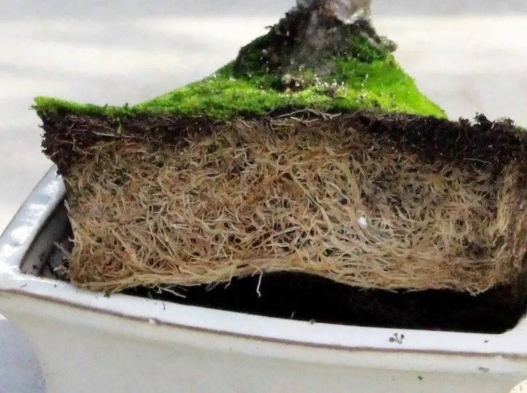 rinvaso bonsai ficus