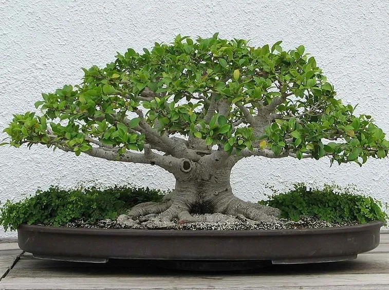 pianta bonsai ficus