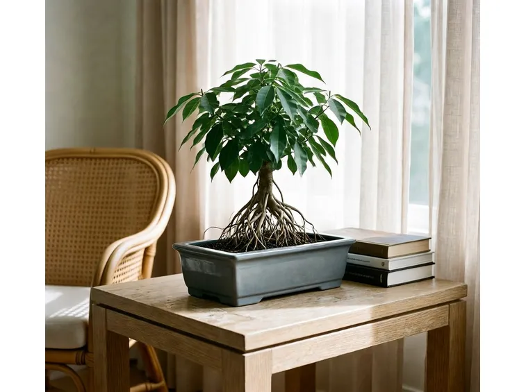 ficus bonsai