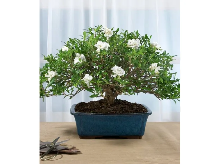 bonsai gardenia