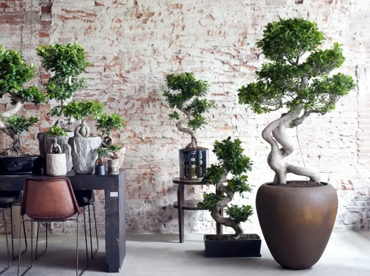 Esemplari di bonsai ginseng