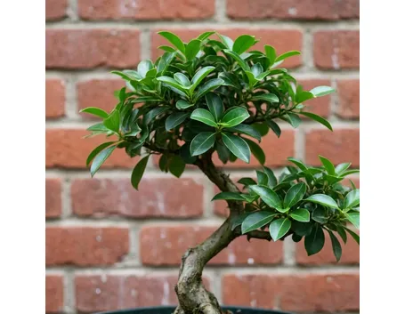 BONSAI LIGUSTRUM