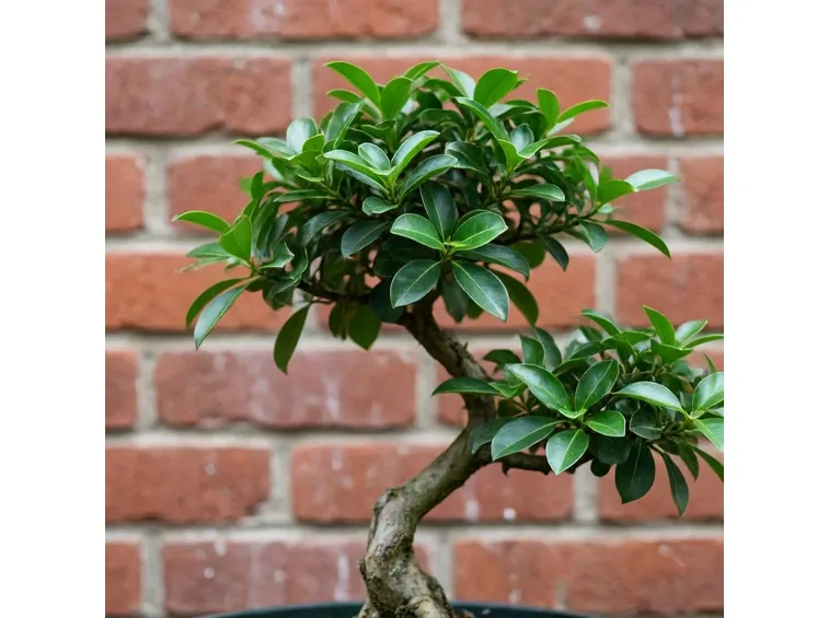 BONSAI LIGUSTRUM