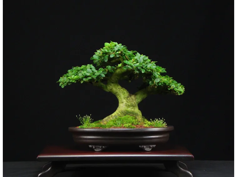 BONSAI LIGUSTRUM