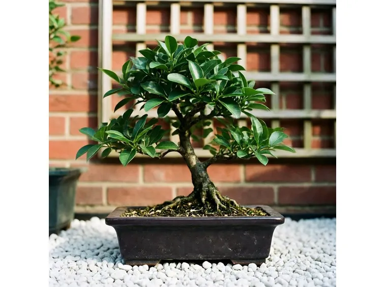 BONSAI LIGUSTRUM