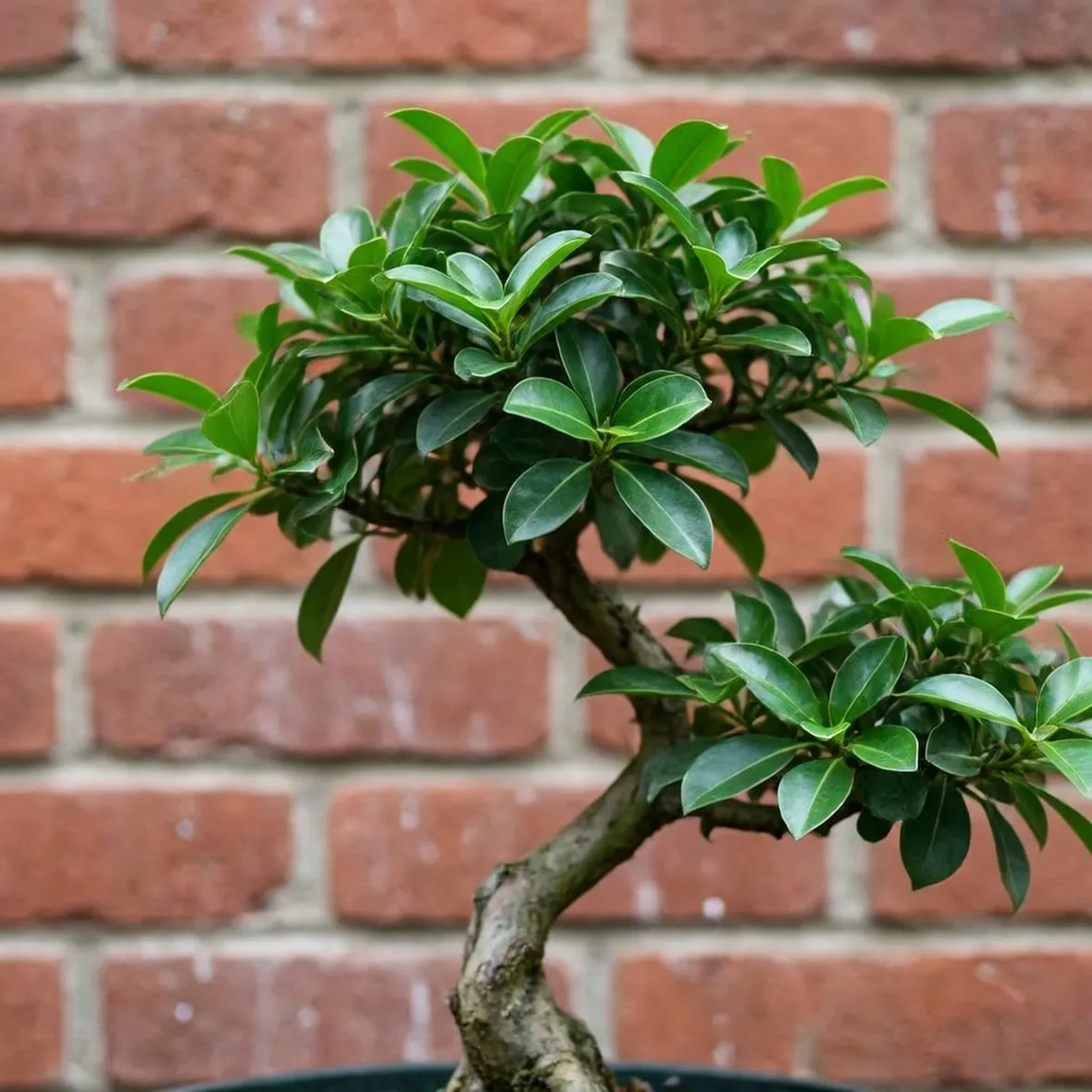 BONSAI LIGUSTRUM